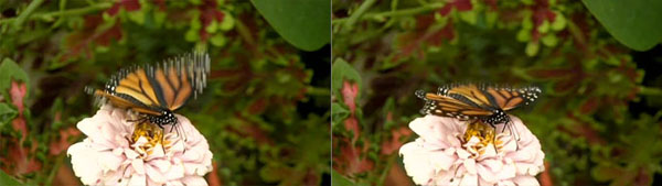 monarch butterfly before and after