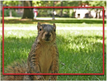 4:3 squirrel image cropped to 16:9